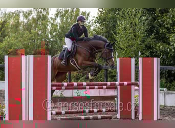 Warmblood checo, Caballo castrado, 8 años, 167 cm, Castaño