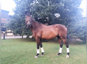 Warmblood checo, Caballo castrado, 8 años, 170 cm, Castaño oscuro