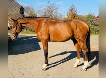 Warmblood checo, Caballo castrado, 8 años, 170 cm, Castaño rojizo