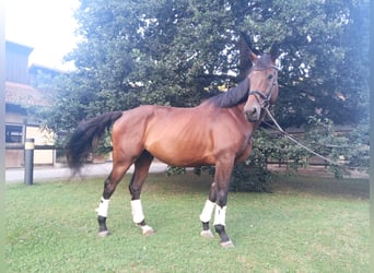 Warmblood checo, Caballo castrado, 8 años, 173 cm, Castaño oscuro