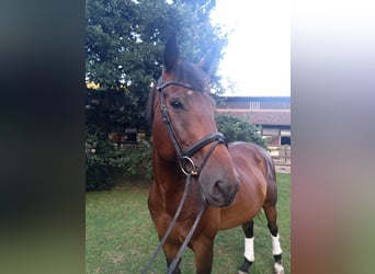 Warmblood checo, Caballo castrado, 8 años, 173 cm, Castaño oscuro