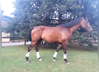 Warmblood checo, Caballo castrado, 8 años, 173 cm, Castaño oscuro