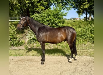 Warmblood checo, Caballo castrado, 8 años, 174 cm, Castaño oscuro
