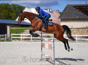 Warmblood checo, Caballo castrado, 8 años, 175 cm, Castaño