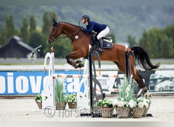 Warmblood checo, Caballo castrado, 8 años, 175 cm, Castaño