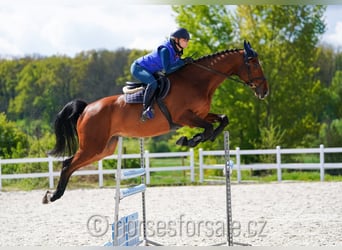 Warmblood checo, Caballo castrado, 8 años, 175 cm, Castaño