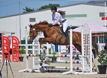 Warmblood checo, Caballo castrado, 8 años, 179 cm, Alazán-tostado