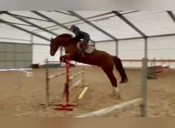 Warmblood checo, Caballo castrado, 8 años, 180 cm, Alazán
