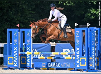 Warmblood checo, Caballo castrado, 8 años, Castaño