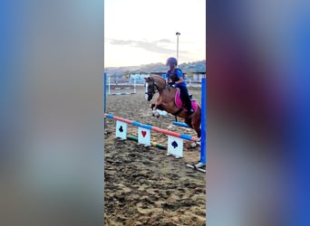 Warmblood checo, Caballo castrado, 9 años, 118 cm, Alazán