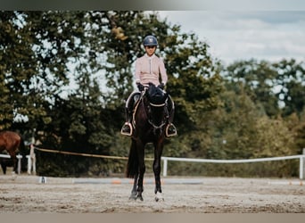 Warmblood checo, Caballo castrado, 9 años, 164 cm, Castaño oscuro