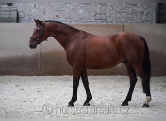 Warmblood checo, Caballo castrado, 9 años, 165 cm, Castaño