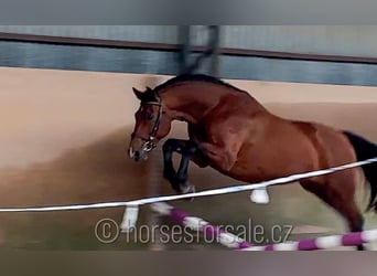 Warmblood checo, Caballo castrado, 9 años, 165 cm, Castaño