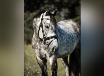 Warmblood checo, Caballo castrado, 9 años, 166 cm, Tordo rodado