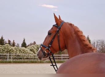 Warmblood checo, Caballo castrado, 9 años, 167 cm, Alazán