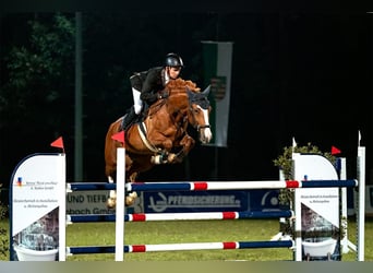 Warmblood checo, Caballo castrado, 9 años, 167 cm, Alazán