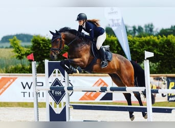 Warmblood checo, Caballo castrado, 9 años, 170 cm, Castaño
