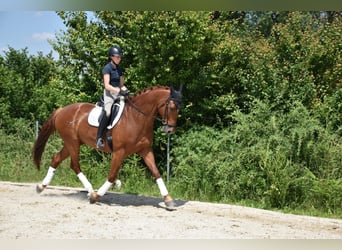 Warmblood checo, Caballo castrado, 9 años, 175 cm, Alazán