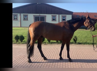 Warmblood checo, Caballo castrado, 9 años, Castaño rojizo