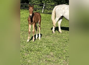 Warmblood checo, Caballo castrado, Potro (05/2024), 168 cm, Castaño-ruano