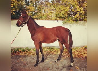 Warmblood checo, Semental, 1 año, Castaño