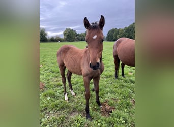 Warmblood checo, Semental, 1 año, Castaño rojizo