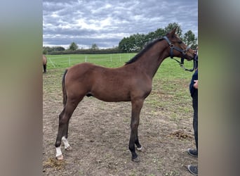 Warmblood checo, Semental, 1 año, Castaño rojizo