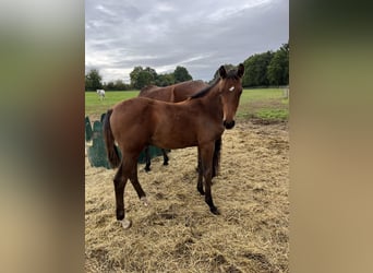 Warmblood checo, Semental, 1 año, Castaño rojizo