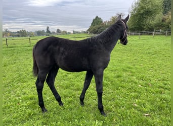 Warmblood checo, Semental, 1 año, Musgo