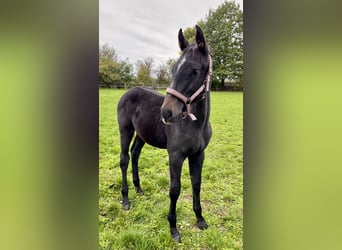Warmblood checo, Semental, 1 año, Musgo