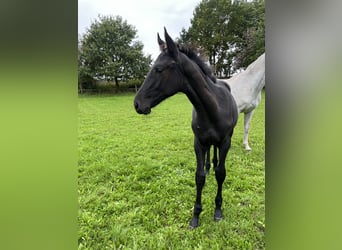 Warmblood checo, Semental, 1 año, Musgo