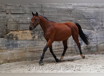 Warmblood checo, Semental, 2 años, 164 cm, Castaño