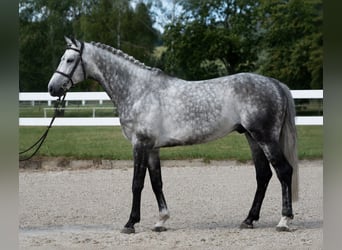 Warmblood checo, Semental, 7 años, 169 cm