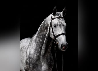 Warmblood checo, Semental, 7 años, 169 cm