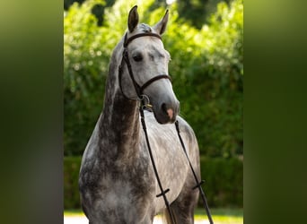 Warmblood checo, Semental, 7 años, 169 cm