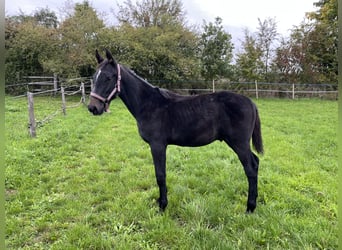 Warmblood checo, Semental, Potro (05/2025), Musgo