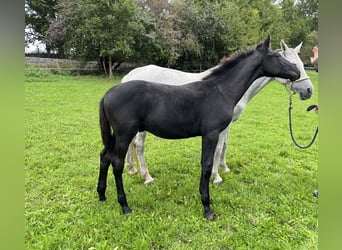 Warmblood checo, Semental, Potro (05/2025), Musgo