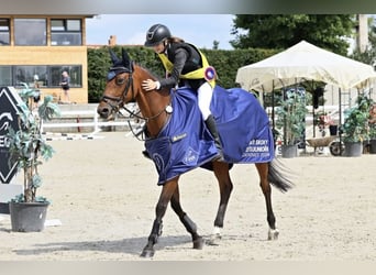 Warmblood checo, Yegua, 11 años, 164 cm, Castaño