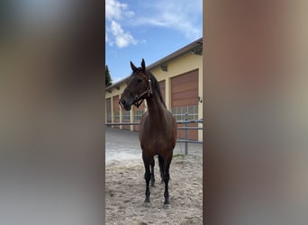Warmblood checo, Yegua, 11 años, 165 cm, Castaño