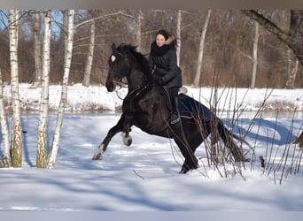Warmblood checo, Yegua, 11 años, 165 cm, Negro