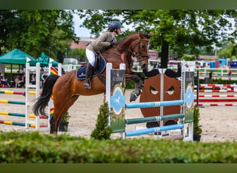 Warmblood checo, Yegua, 11 años, 166 cm, Castaño