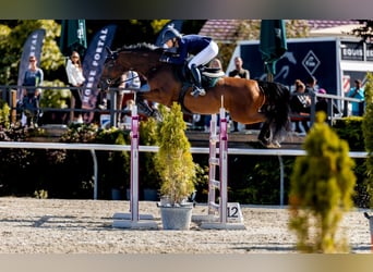 Warmblood checo, Yegua, 11 años, 168 cm, Castaño rojizo