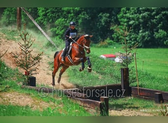 Warmblood checo, Yegua, 11 años, 171 cm, Castaño