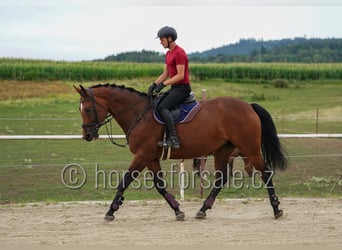 Warmblood checo, Yegua, 11 años, 171 cm, Castaño