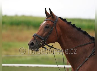 Warmblood checo, Yegua, 11 años, 171 cm, Castaño