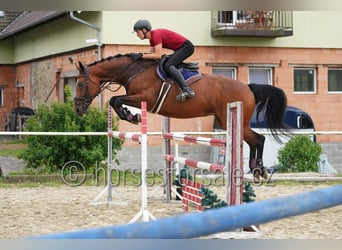 Warmblood checo, Yegua, 11 años, 171 cm, Castaño