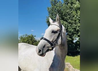 Warmblood checo, Yegua, 12 años, 168 cm, Tordo