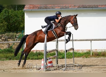 Warmblood checo, Yegua, 12 años, 171 cm, Castaño