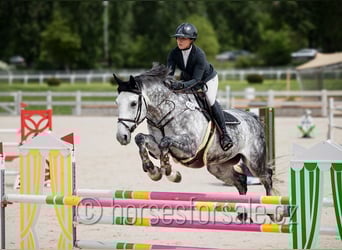 Warmblood checo, Yegua, 12 años, 175 cm, Tordo