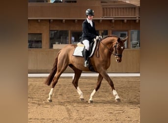 Warmblood checo, Yegua, 13 años, 167 cm, Alazán